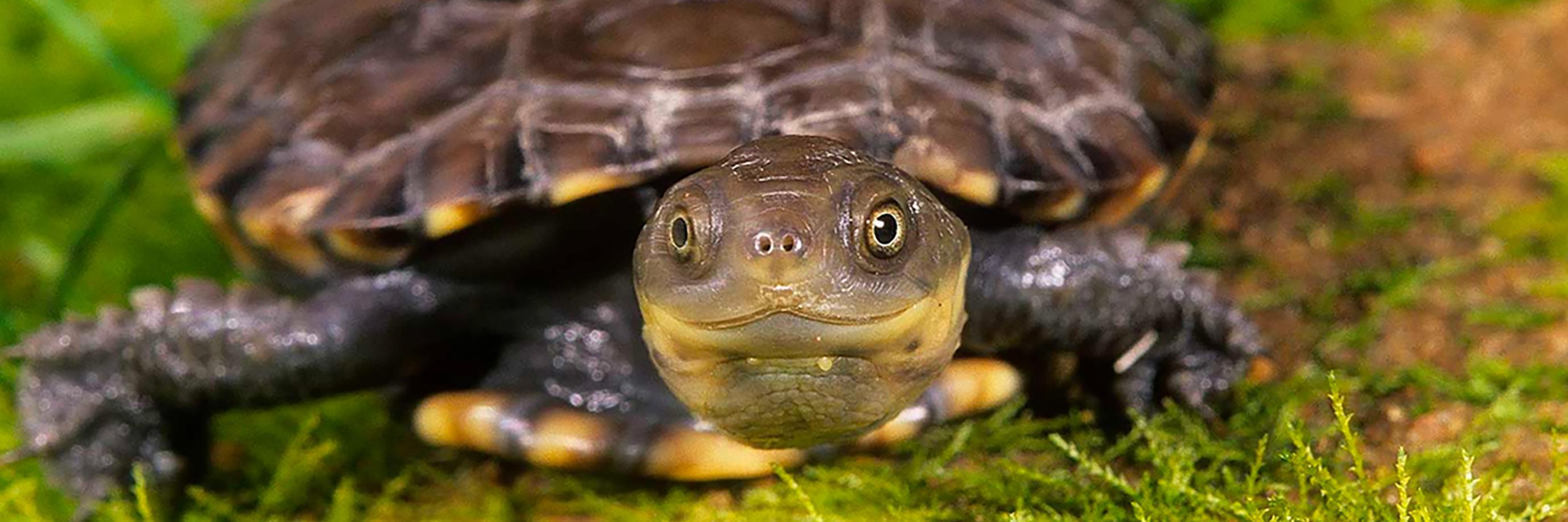 Western Swamp Tortoise